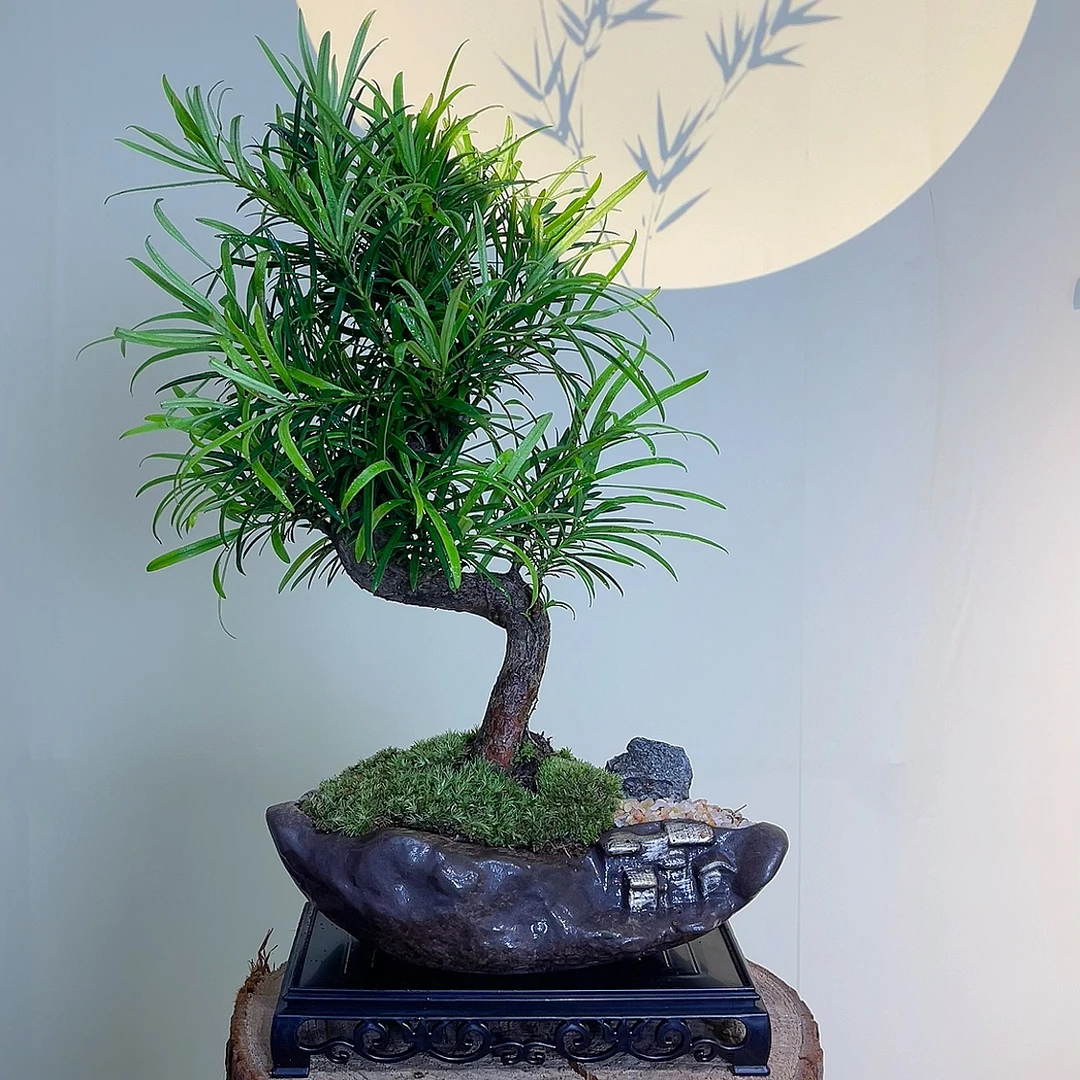 罗汉松迎客S弯造型树桌面室内绿植物文人盆景办公室中式组合盆栽