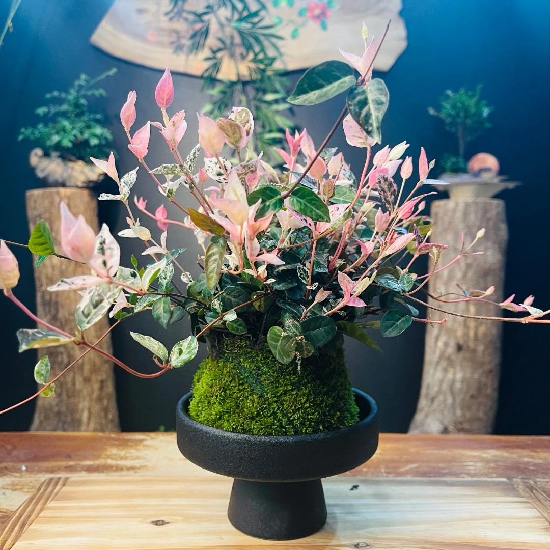 花叶络石大株型春季绿色苔藓精致庭院客厅书房办公桌面美观绿植物