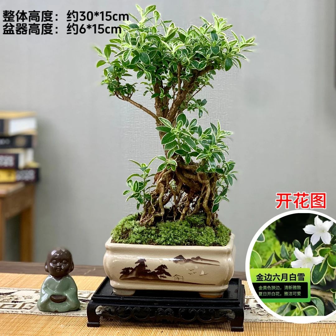 战马造型六月雪山水意境办公室文人雅室茶桌面盆栽老桩提根绿植物