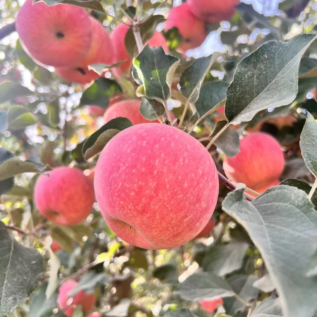 新疆冰糖心苹果阿克苏糖心苹果新鲜脆甜当季鲜果包邮