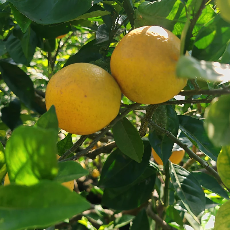 南充本地脐橙当季水果