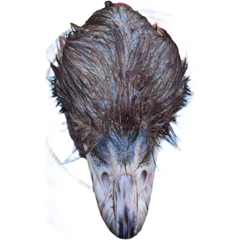 农家自养新鲜食用驼鸟头1个（带毛）偏远地区不包邮