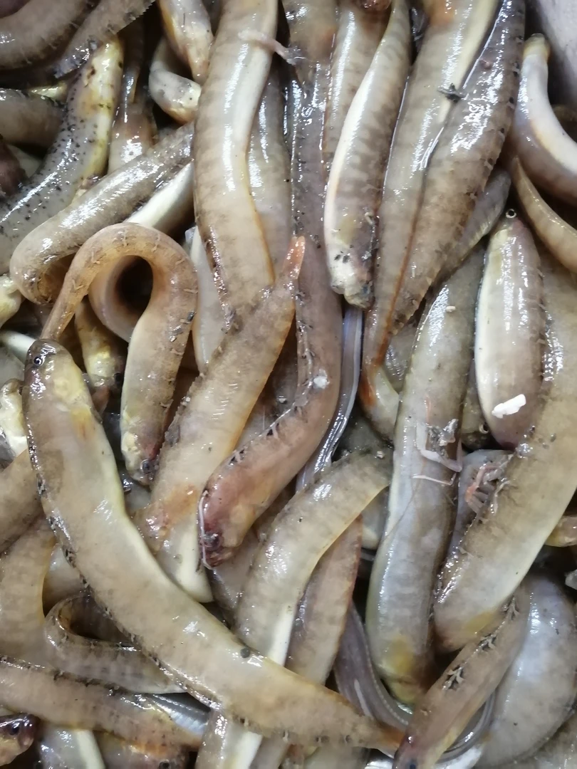 活冻凤尾蝴蝶叶子鱼饵（顺丰包邮，生鲜不退换）