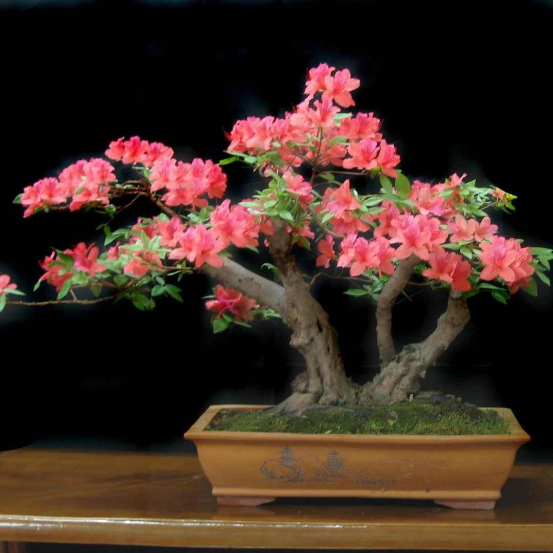 黄栌盆栽，盆景园艺，绿植盆栽净化空气赏心悦目趣味潮流（不包y)