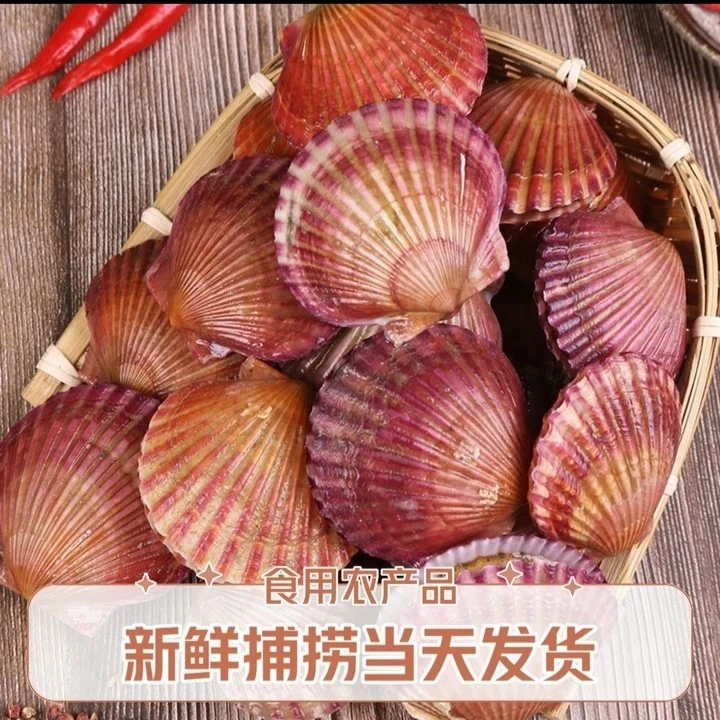 鲜活发货 扇贝 港湾贝 小红贝新鲜捕捞当天发货（保鲜不包活）