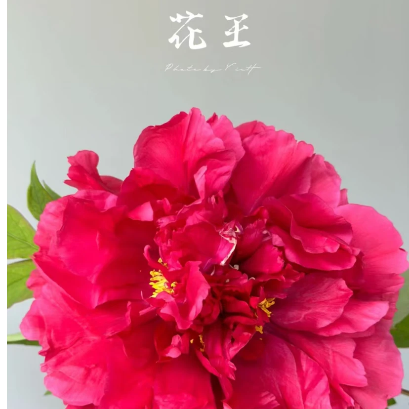 预售【花王】正宗千层观赏牡丹花苗 菏泽牡丹盆栽地栽绿植 先发肥料
