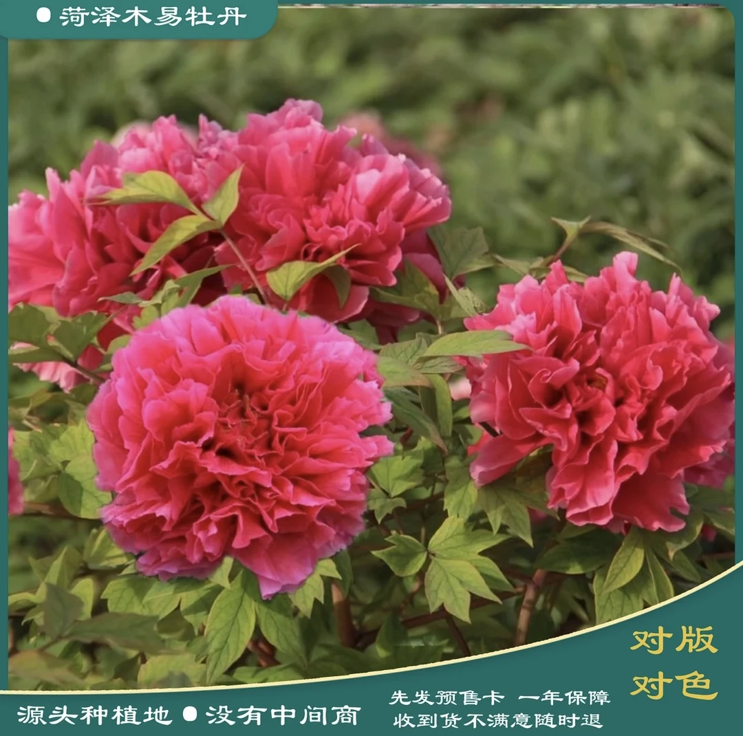 【旌旗红】八年大苗 正宗千层观赏牡丹花苗 先发肥料