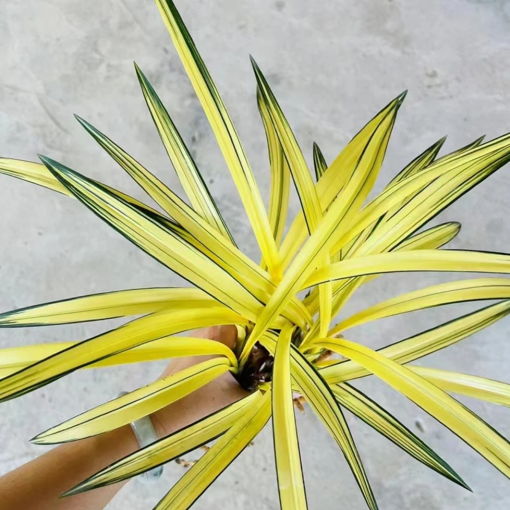 兰花养护建兰墨兰春剑老种名品兰花一物一拍好养易活兰花香型