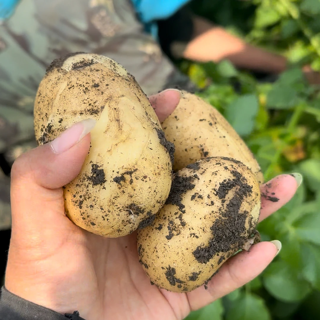 黑土地24年新土豆黄瓤心土豆885品种嘎嘎面5斤
