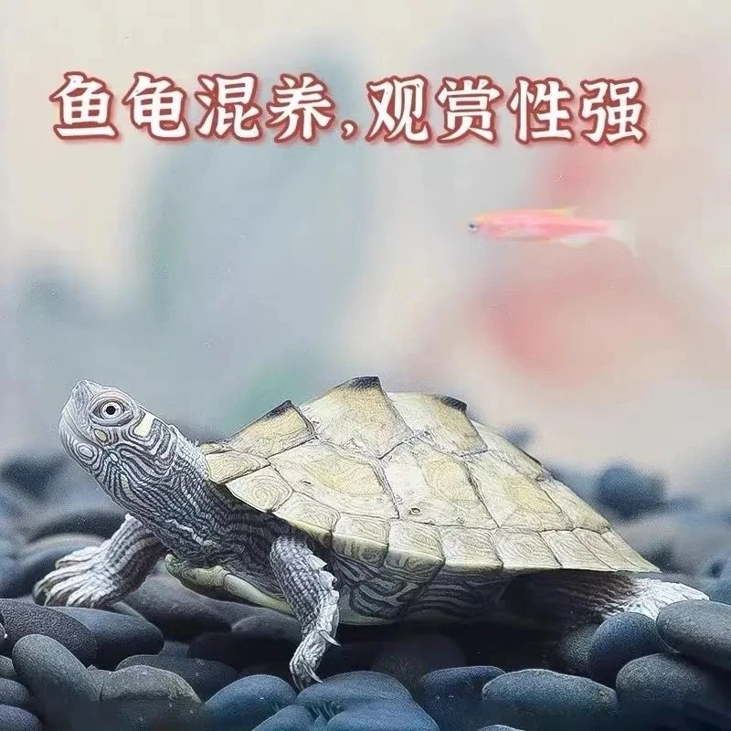 「超萌好物」人工养殖密西西比地图龟深水龟乌龟鱼缸深水龟