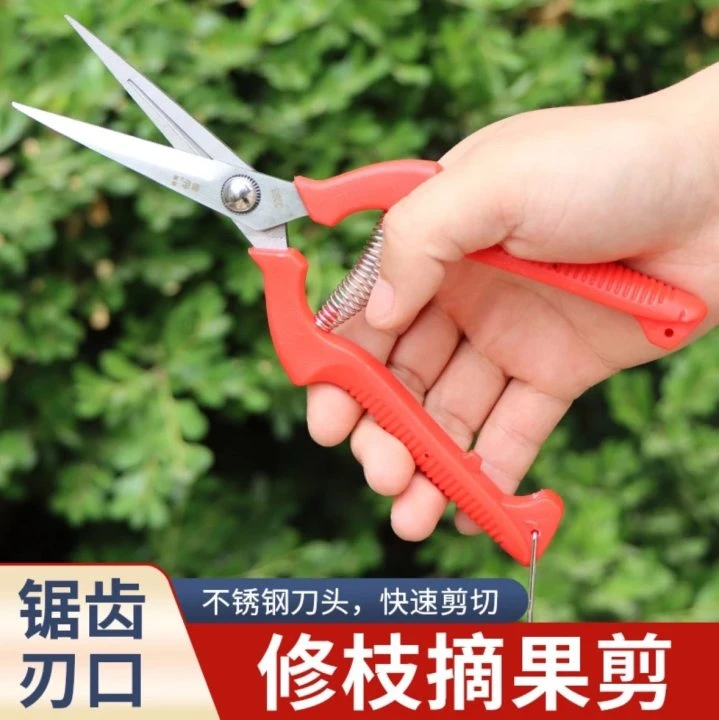 果枝剪不锈钢直头希果剪摘果剪葡萄园艺剪8寸果树修枝稀果剪