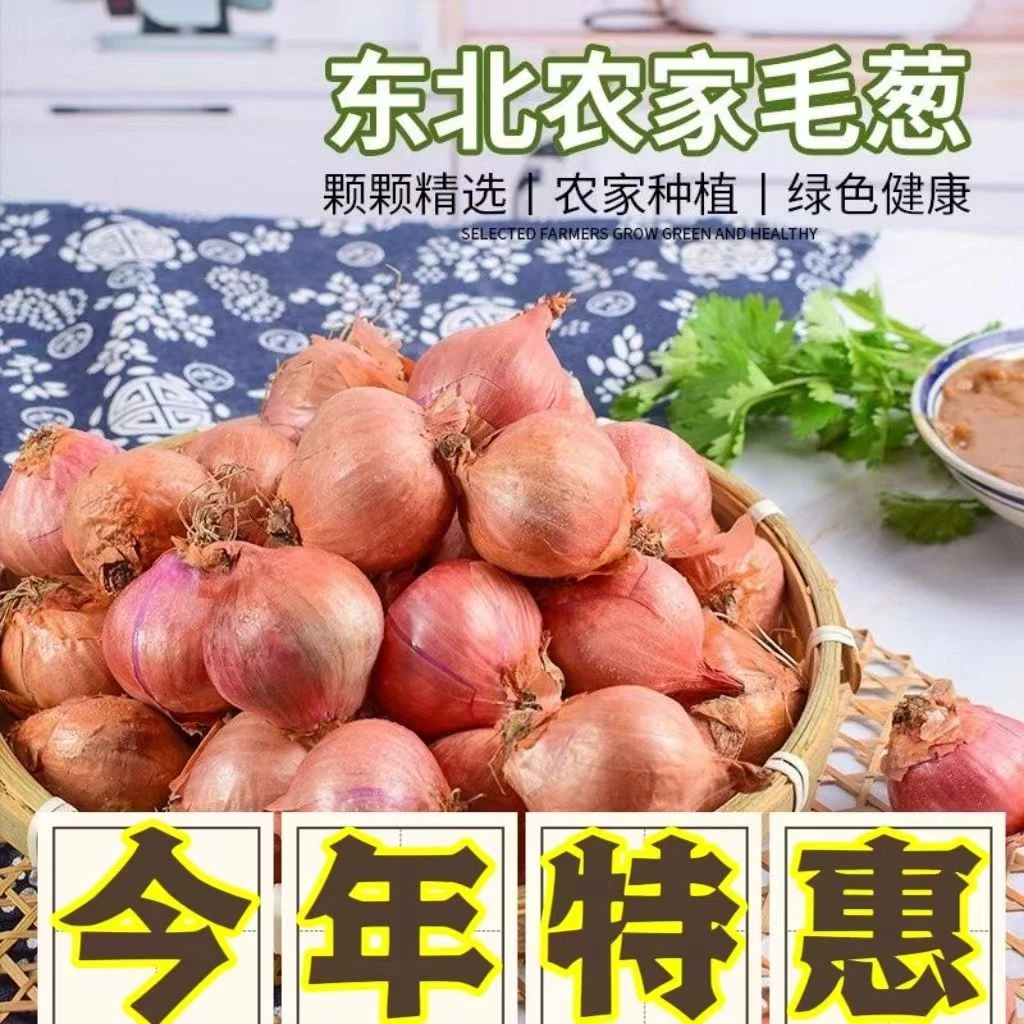东北小毛葱净重5斤包邮