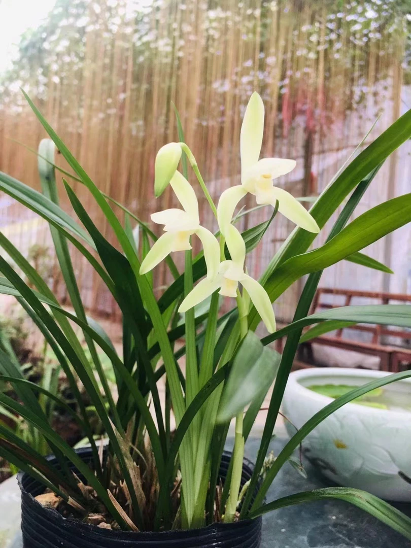 了浙江蝴蝶兰本地兰花苗建兰四季兰大青连续开花三到四次双生花苞