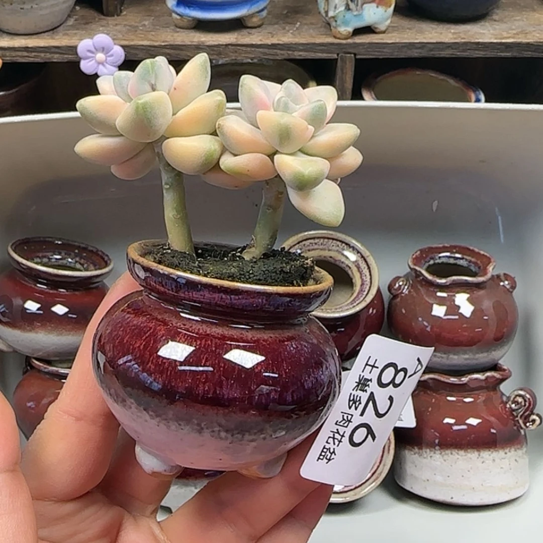 【闪购商品】陶瓷罐