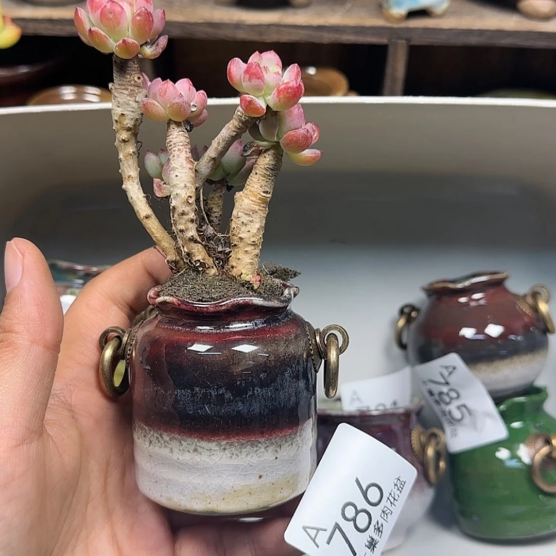 【闪购商品】陶瓷罐