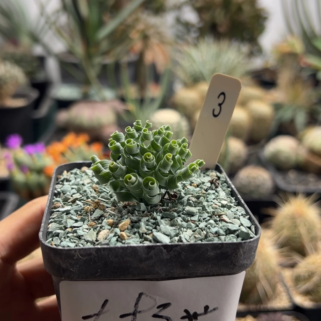 大*贵妃弹簧草 多肉植物