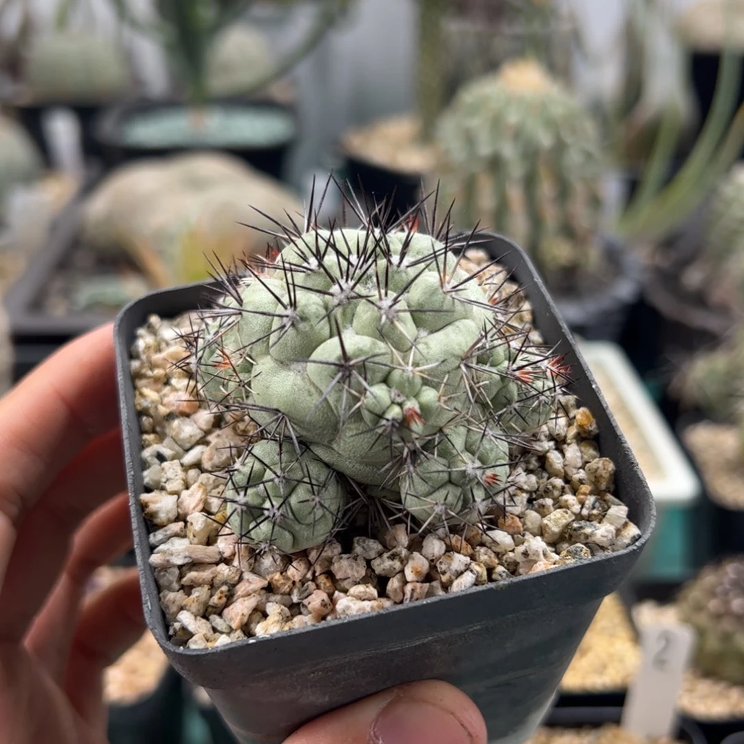 帝王丸侧芽繁殖脱土发