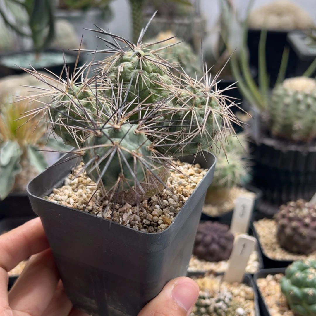 明暗城 侧芽繁殖带盆蛭石填充发货