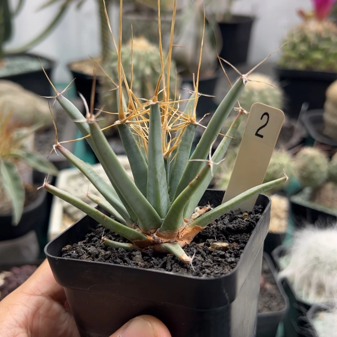 实生光山 脱土发