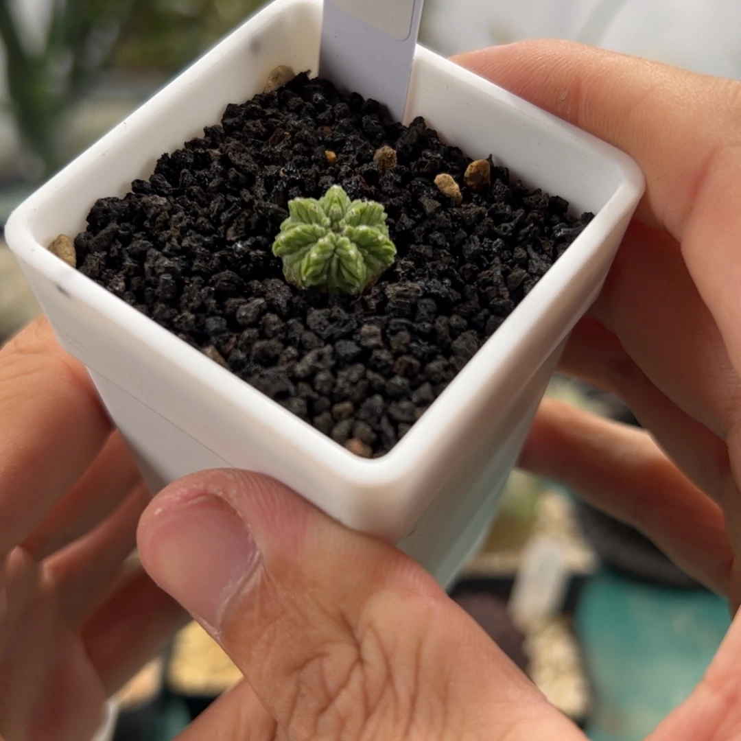 实生老草球 脱土发  仙人球