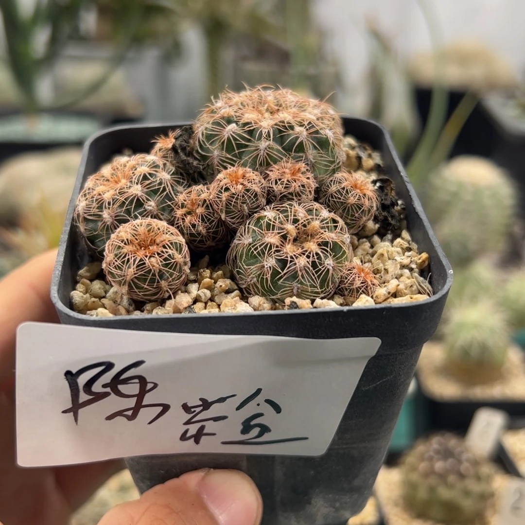 陈*练罗星 侧芽繁殖