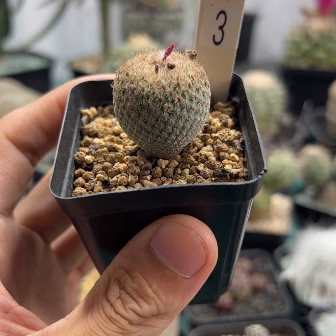 实生月世界脱土发