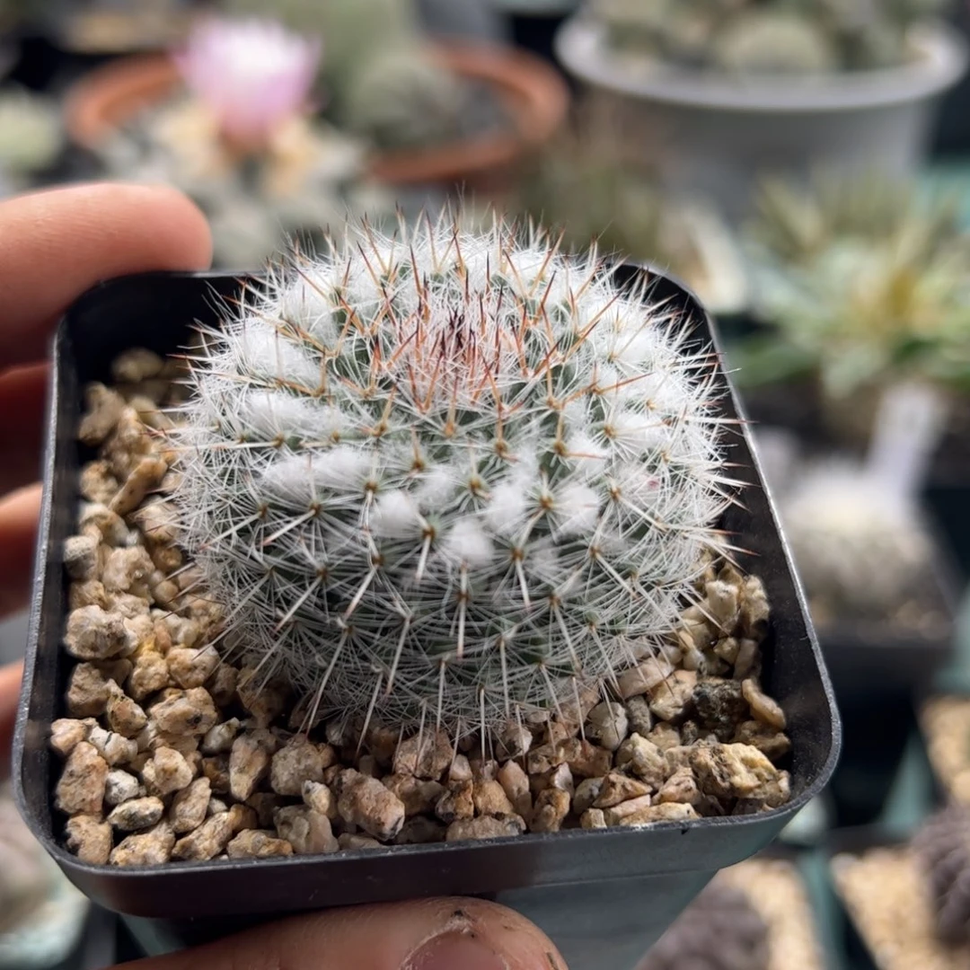 实生恋山彦杂交 脱土发