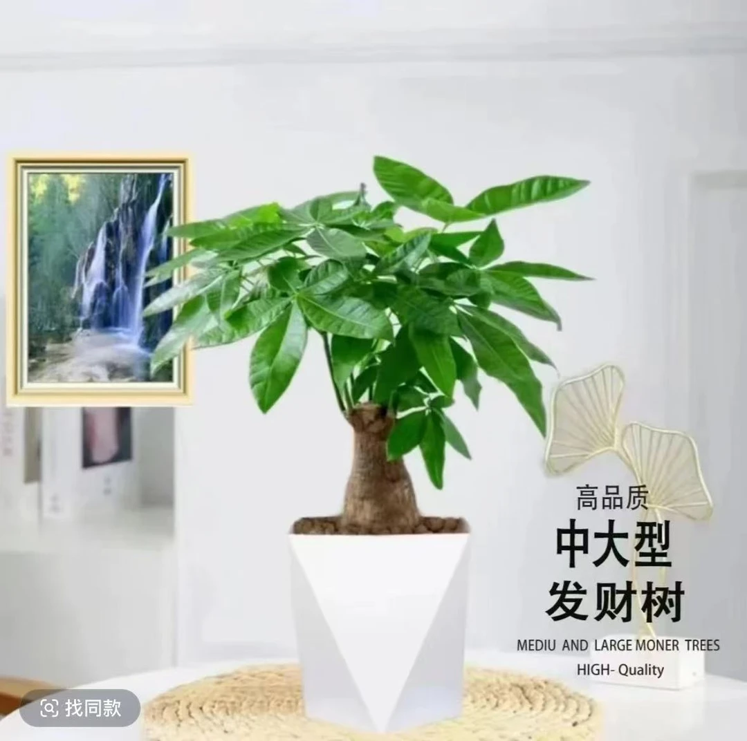 【大富大贵发财树】老桩好养易活客厅绿植40-50公分送盆