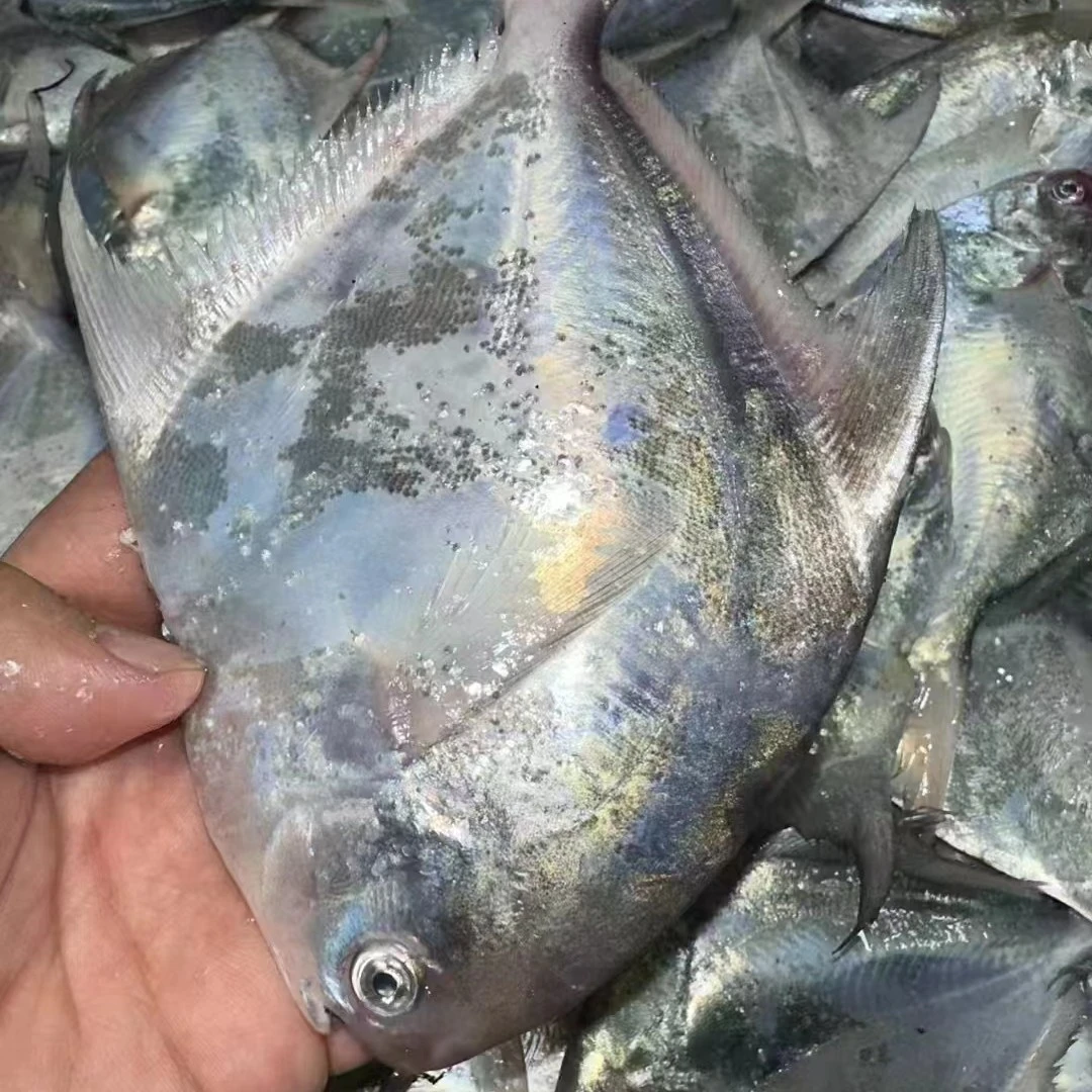 东海银鲳鱼透骨新鲜5斤一份直播间福利款