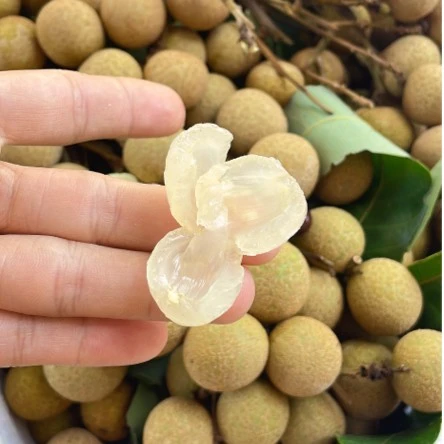 自产自销 香 脆 甜龙眼 3斤起顺丰包邮 现摘现寄亲鲜到家