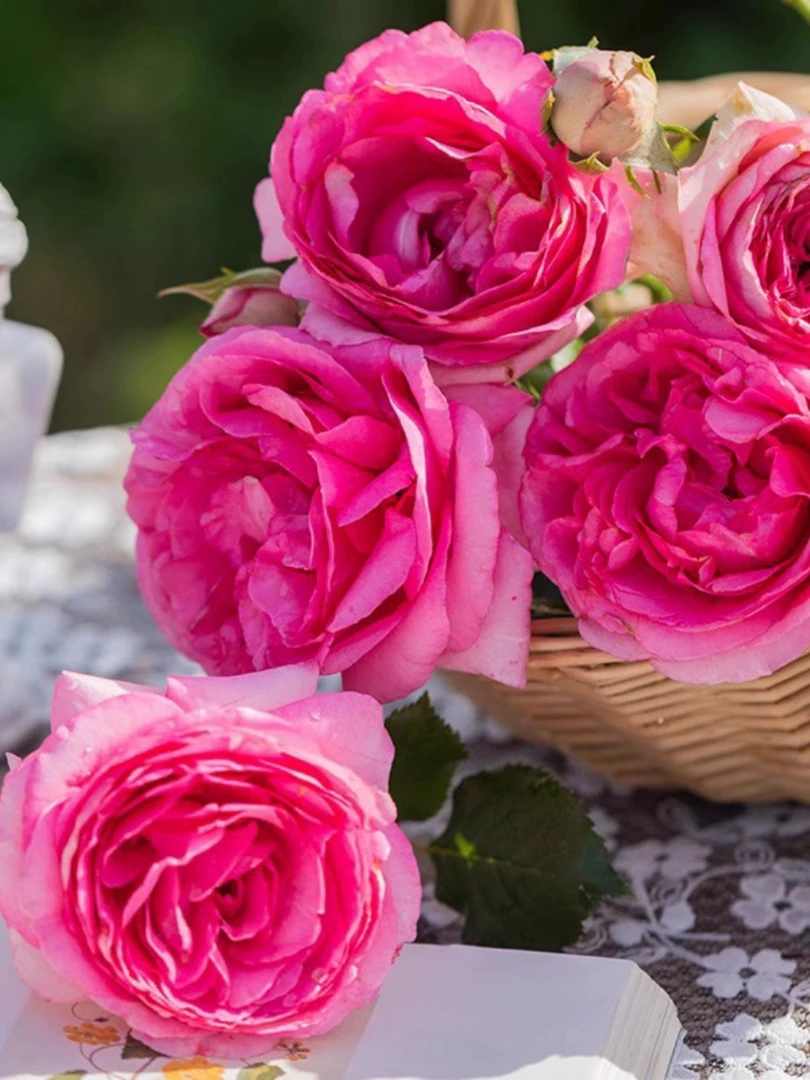 （顺丰包邮）深粉色龙莎宝石网红款藤本月季花