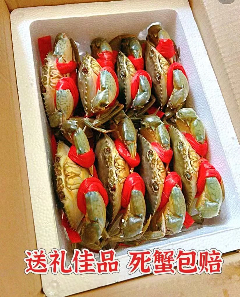 6两福建东山岛本港膏蟹青蟹红鲟6两/只包有膏包活顺丰包邮