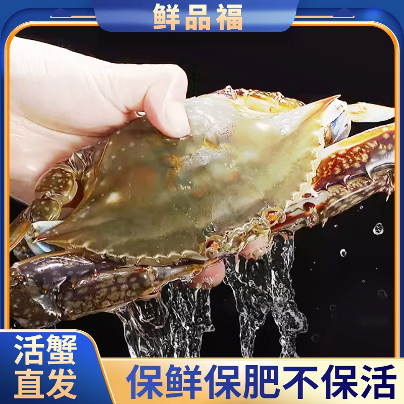 【保鲜不保活】梭子蟹红膏蟹2斤4-5只 （单只/4-6两）顺丰冷链发货