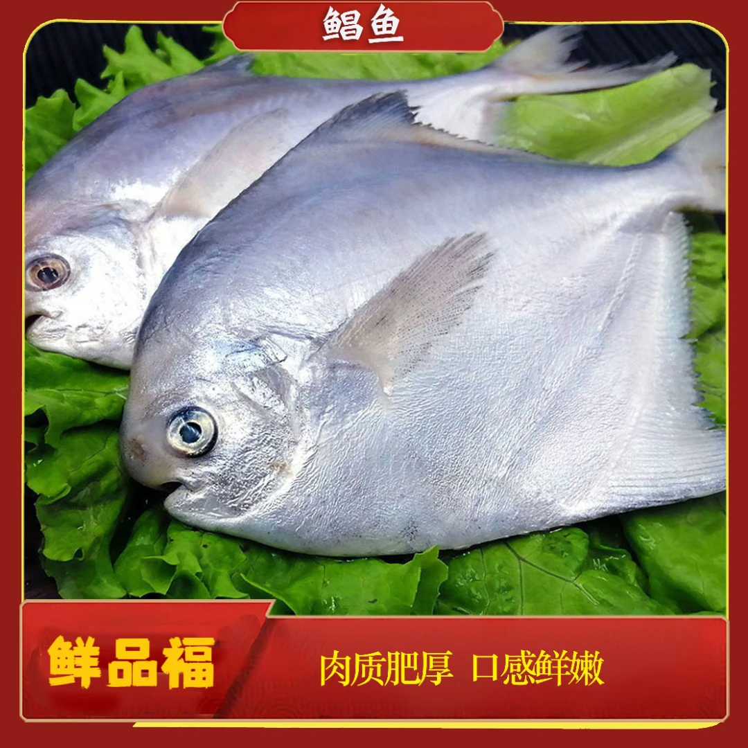 新鲜特大东海野生海捕流网大白鲳  冷冻发货 顺丰包邮