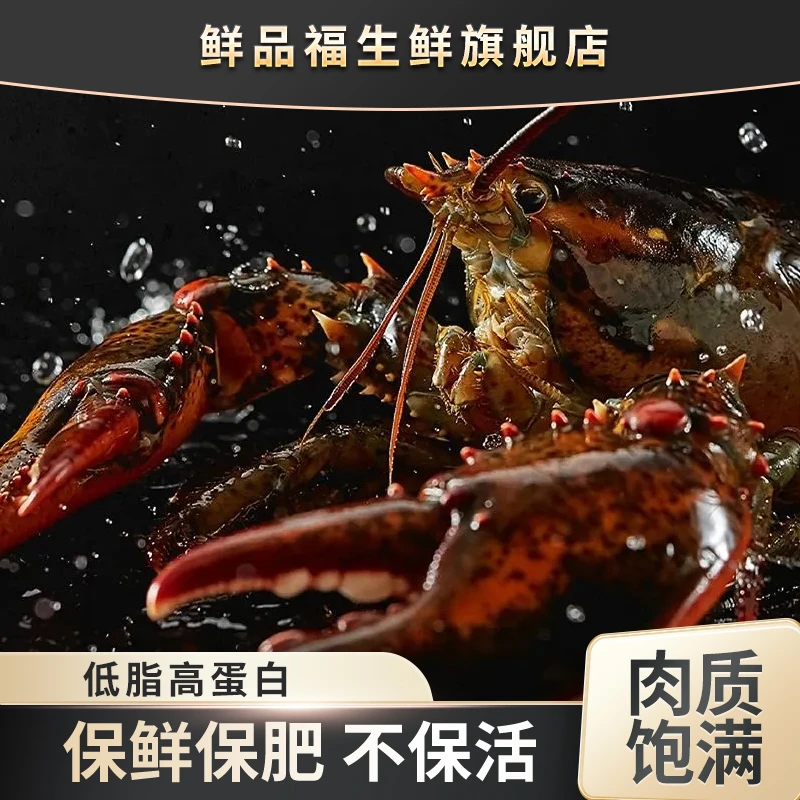 鲜活特大波士顿龙虾 波龙大龙虾多种规格可选 保鲜保肥不保活