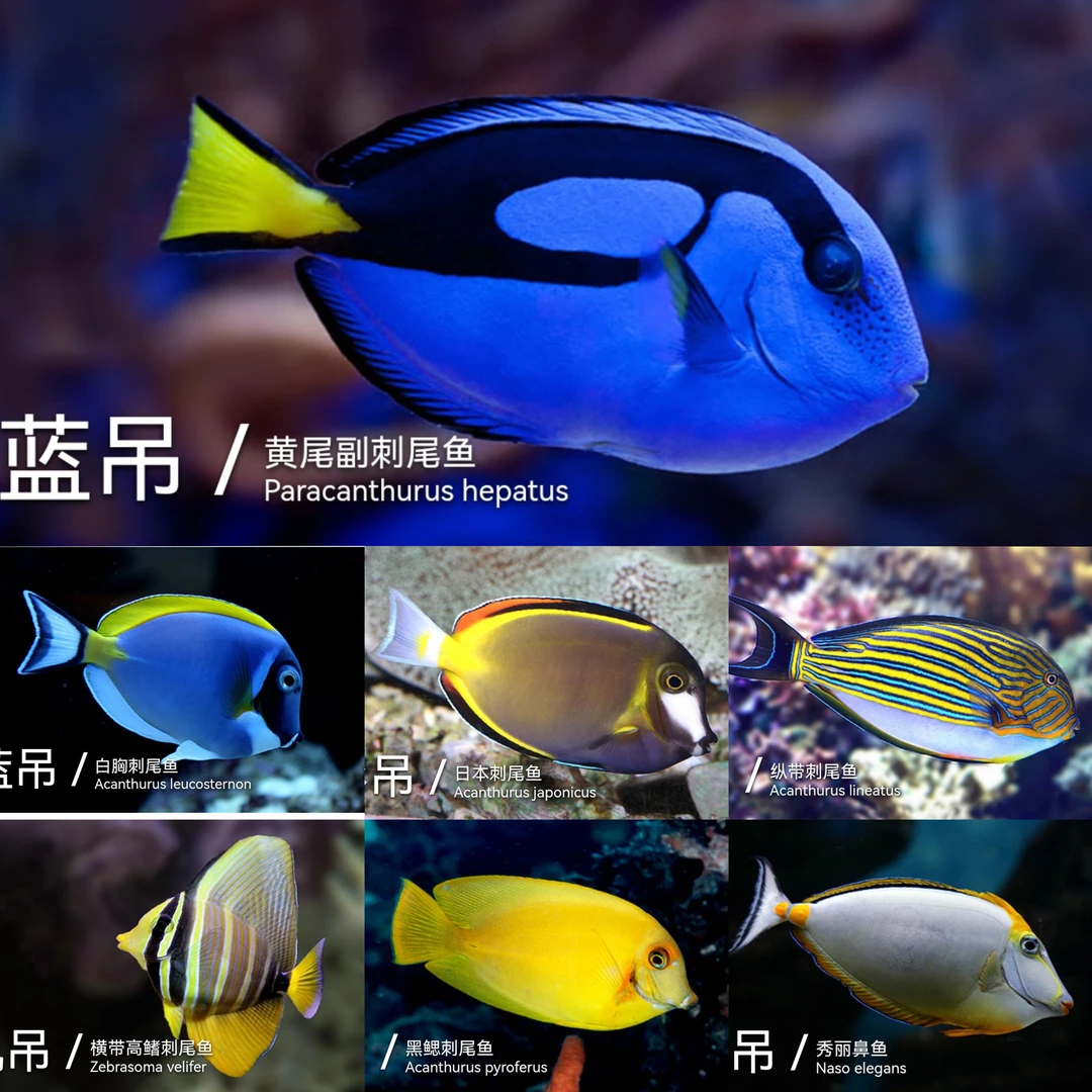 各类吊海水观赏鱼一物一图