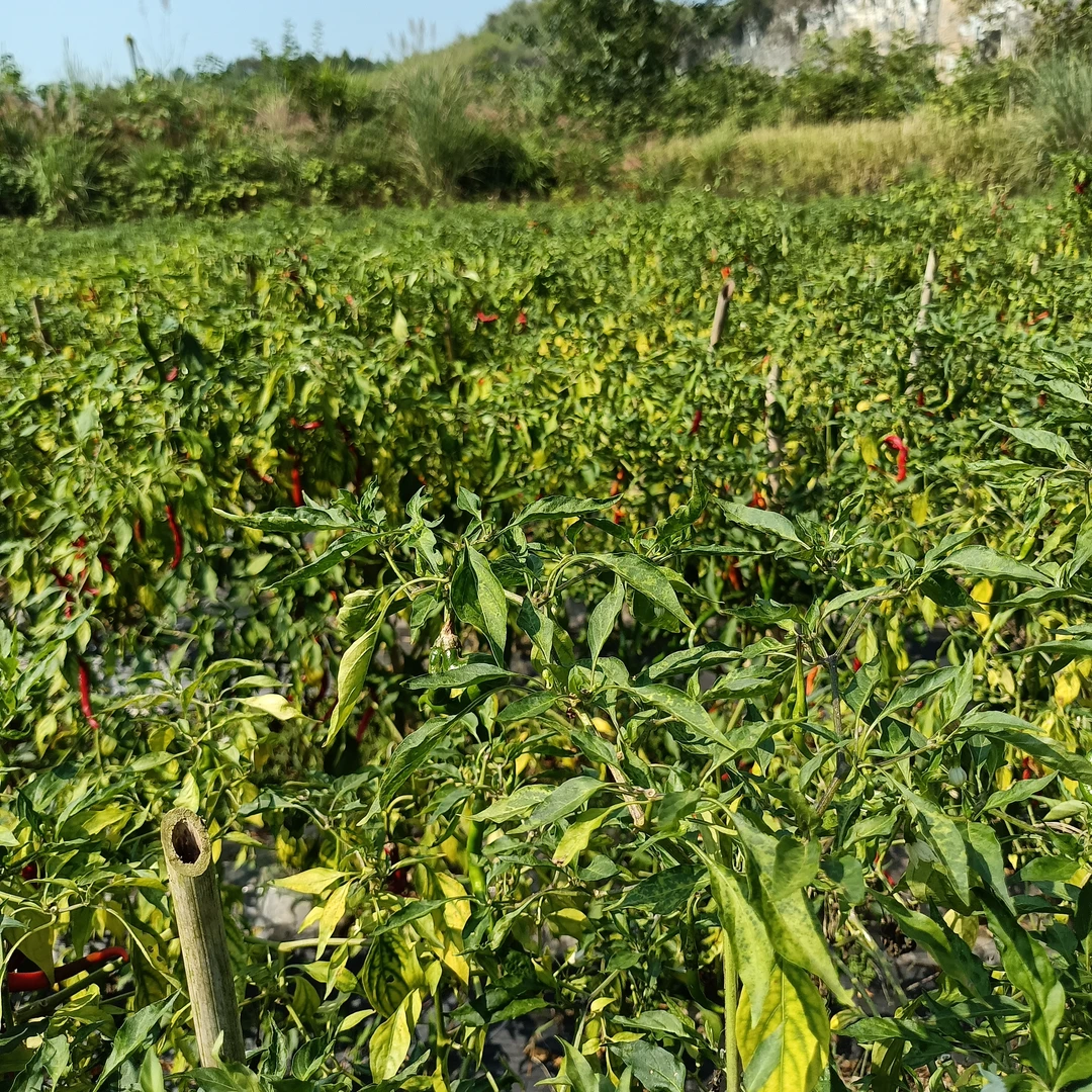 农村土特产干货菜包