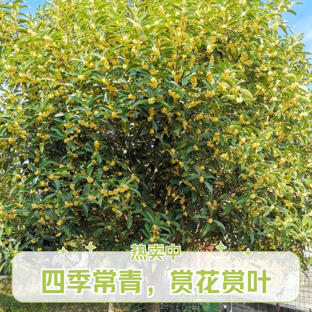 直径7公分高2米4精品8月金桂桂花飘香室内外盆栽地栽浓香型