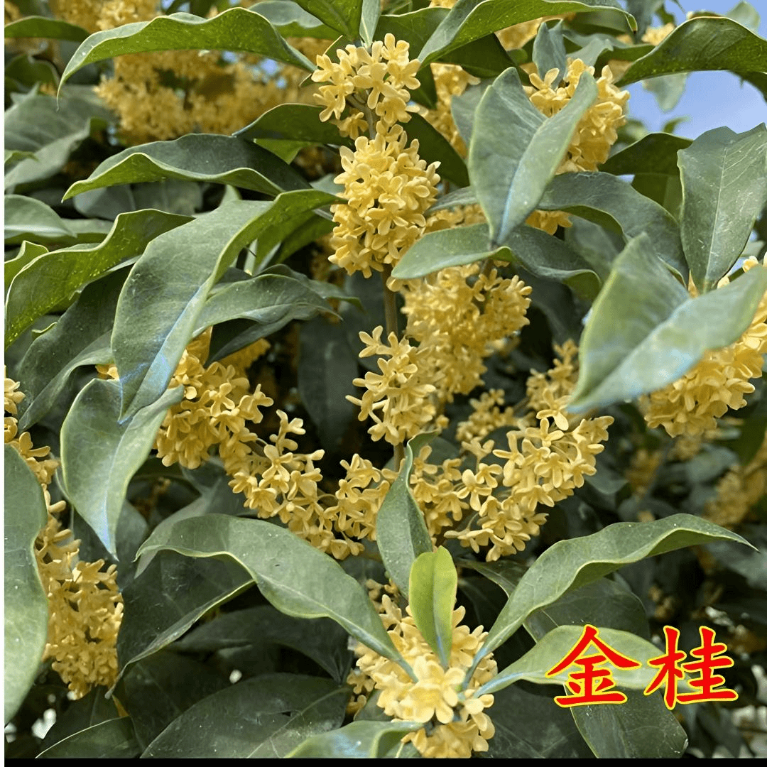 桂花树盆栽原生金桂庭院别墅地栽浓香型植物耐寒绿化浓香2.7m/8cm