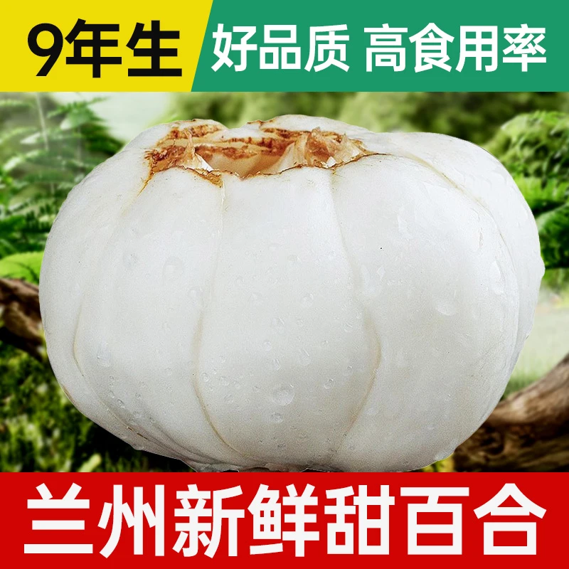 正宗兰州新鲜百合 9年生独头兰州新鲜甜百合