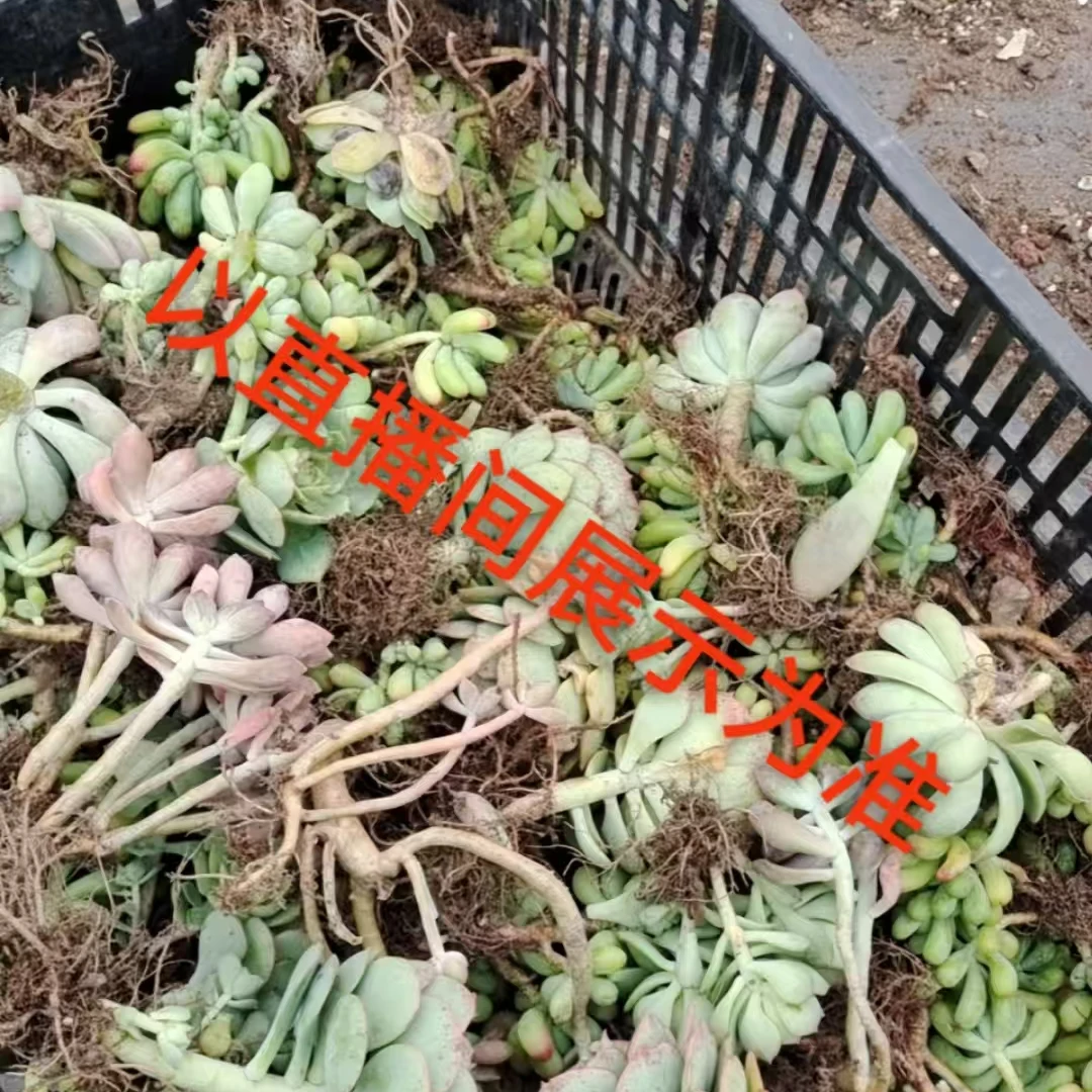 量拍/以直播间为准一物一拍/下单包邮/吹吹养护分享