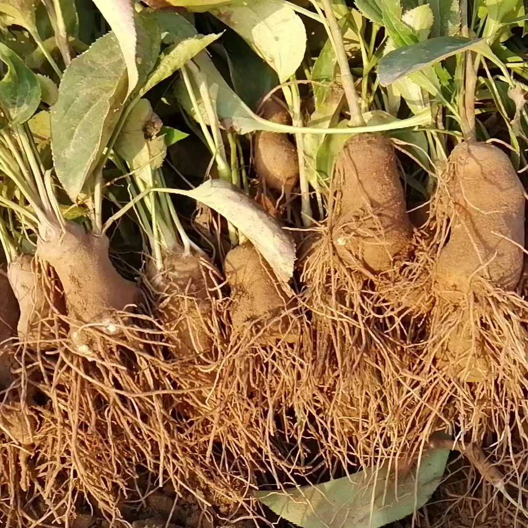 试种鲜白术36颗种植芽头精品高产