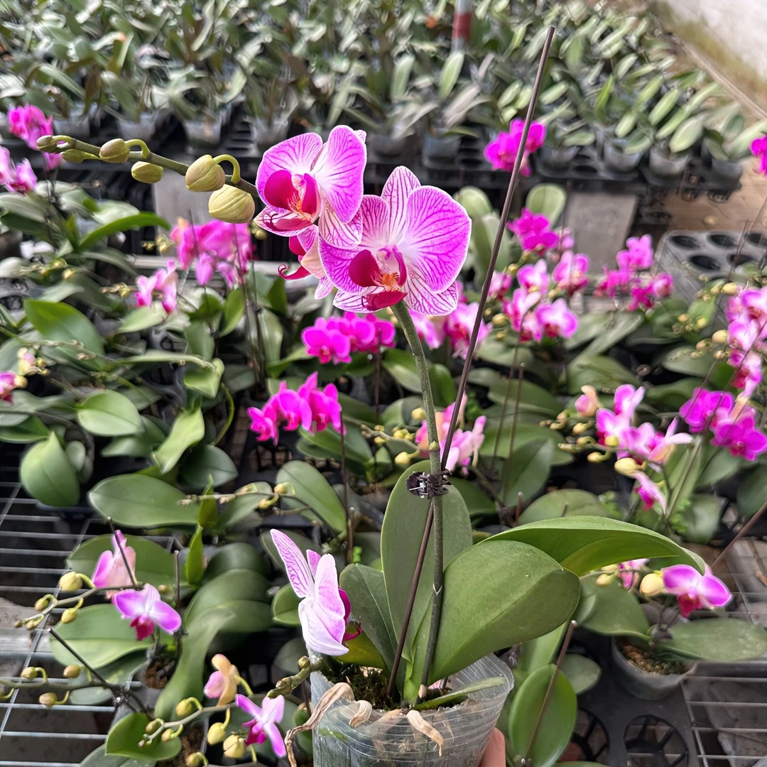 【天堂鸟】3.5寸加高杯蝴蝶兰 抽梗苗 高端室内花卉