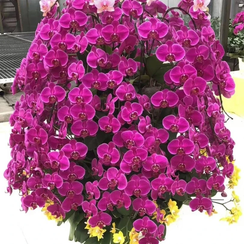 【大辣椒】出剑 3.5寸杯 蝴蝶兰 叶子易开裂不售后