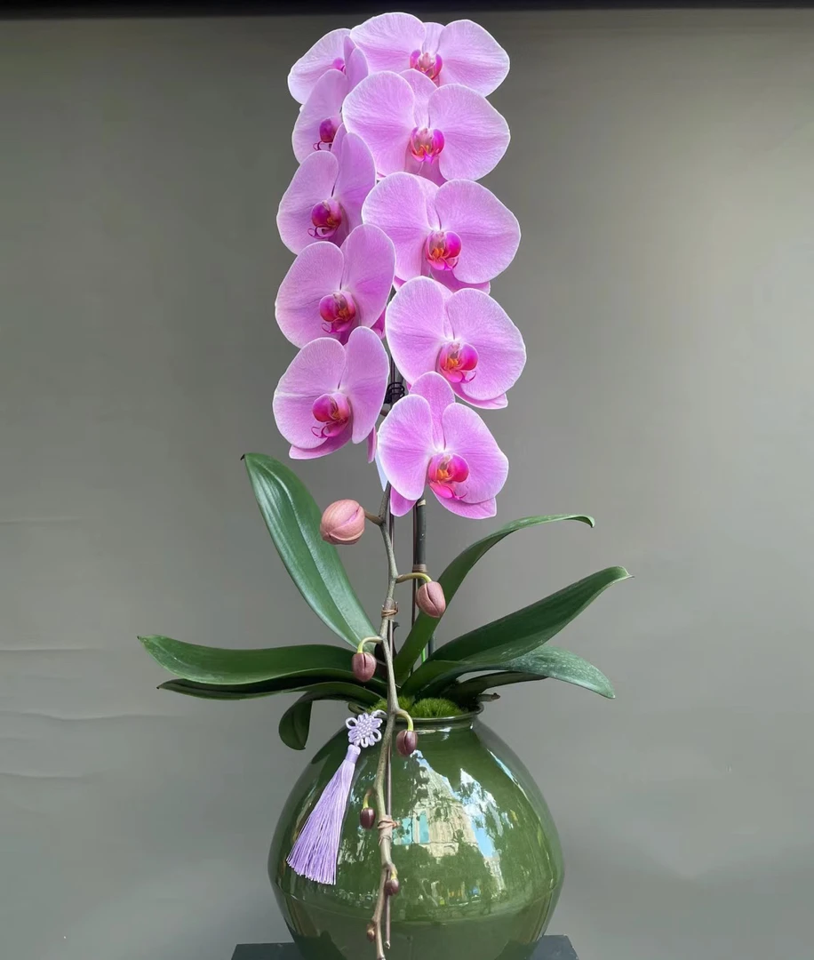 【粉冠军】花苞株3.5寸加高杯 超大粉花