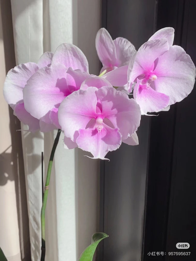 【迷雾 】3.5寸加高杯  粉色蕾丝花舌