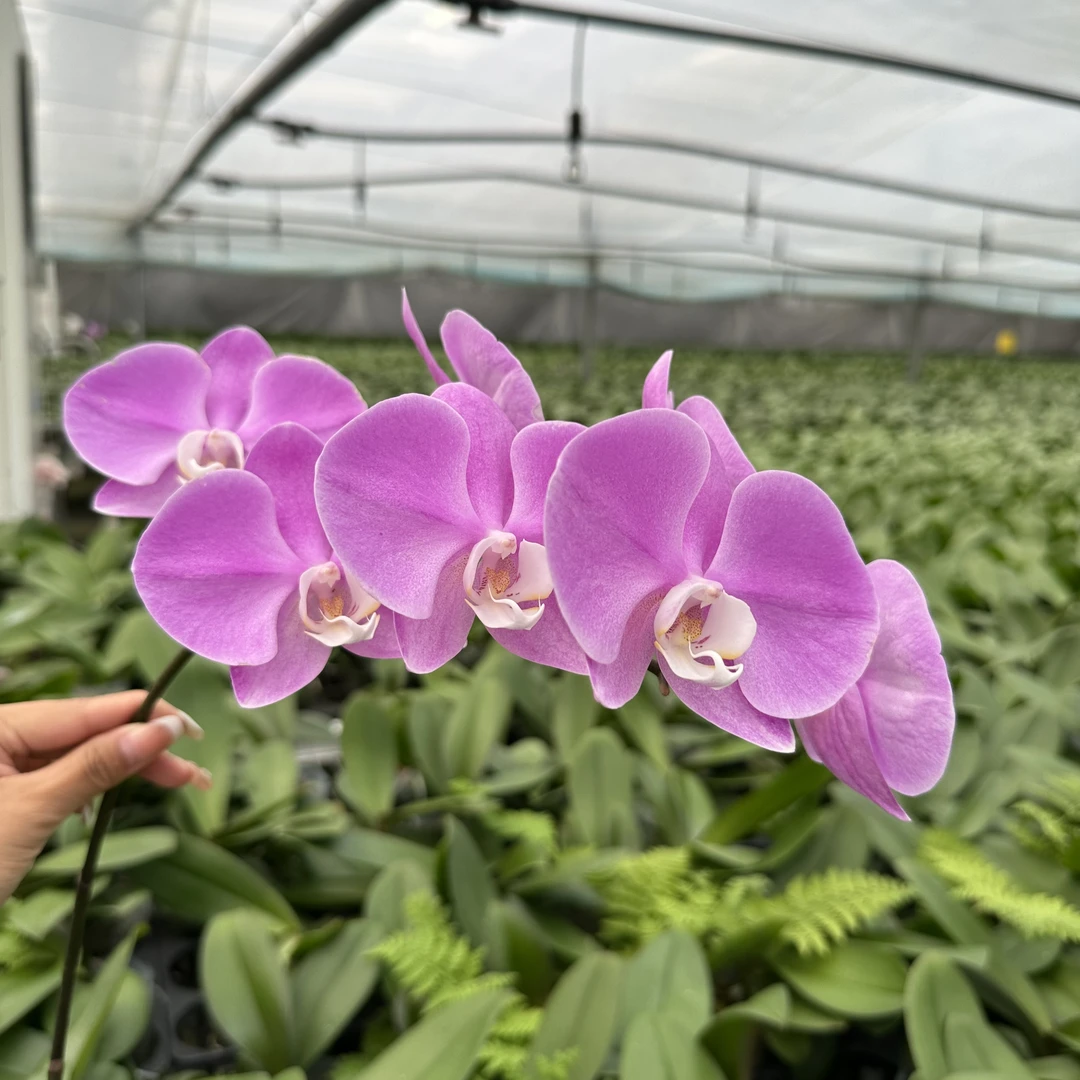 花后苗 不售后【梦幻女郎】花后苗3.5寸杯蝴蝶兰  室内高端花卉