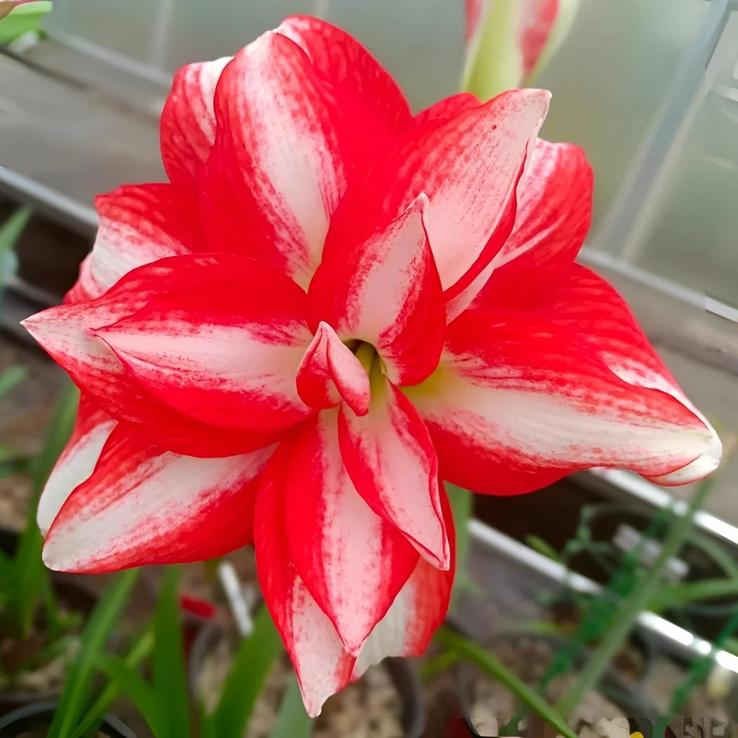 异域孔雀 朱顶红 包对版