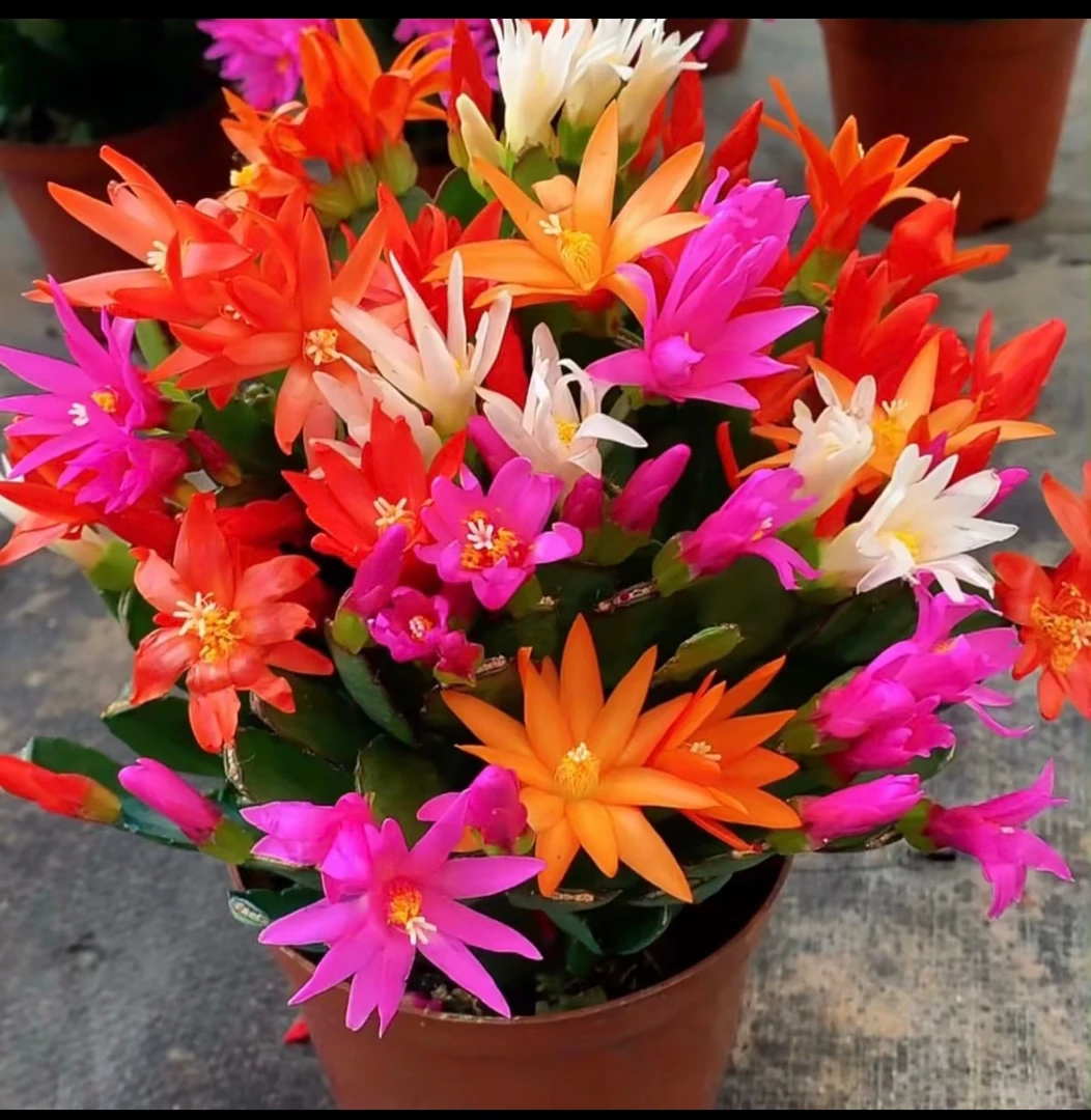 彩色多色蟹爪莲带花苞发货120型号盆