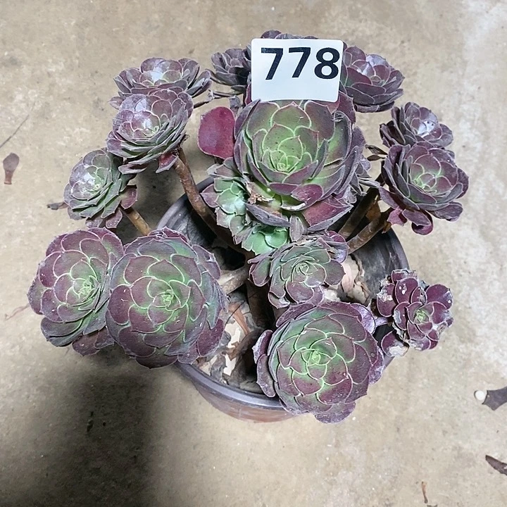 法师植物12345678